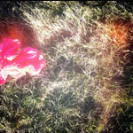 bright pink trash on grass thumbnail